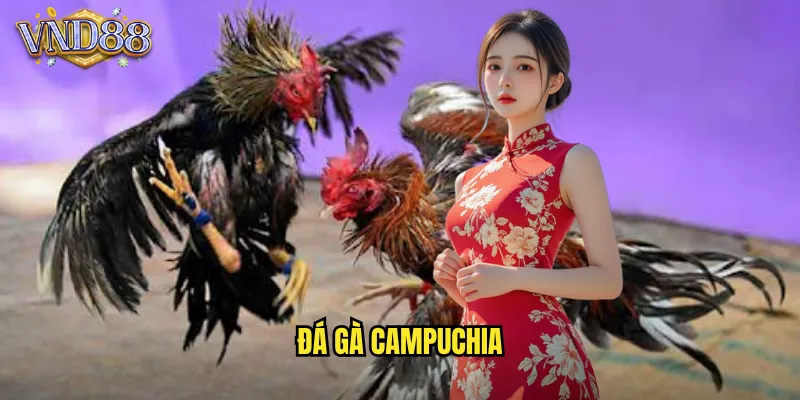 Đá Gà Campuchia VND88 Xem Trực Tiếp Cược Siêu Hấp Dẫn 6 đá gà campuchia