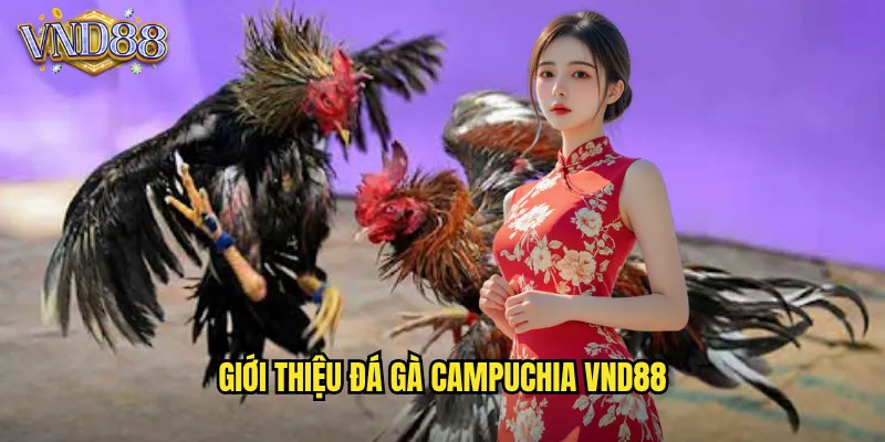 Giới Thiệu Đá Gà Campuchia VND88