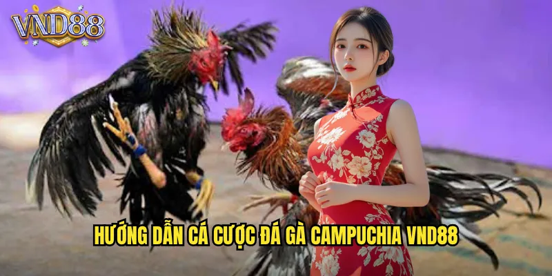 Hướng Dẫn Cá Cược Đá Gà Campuchia VND88