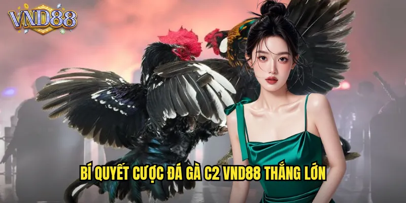 Bí Quyết Cược Đá Gà C2 VND88 Thắng Lớn