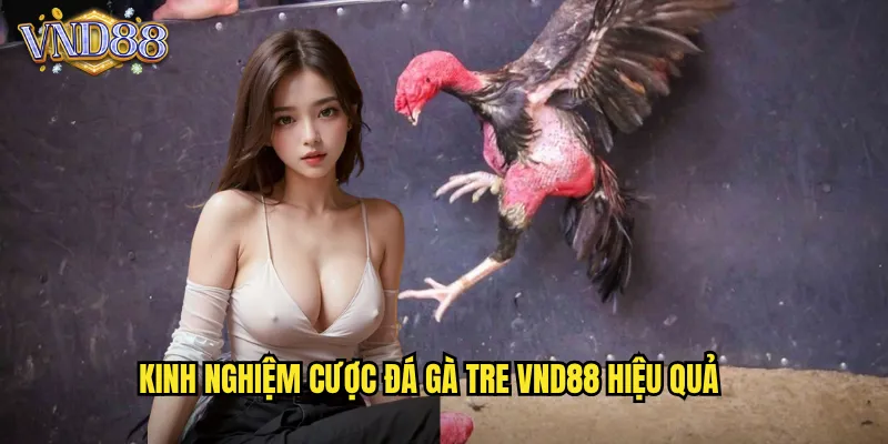 Kinh Nghiệm Cược Đá Gà Tre VND88 Hiệu Quả