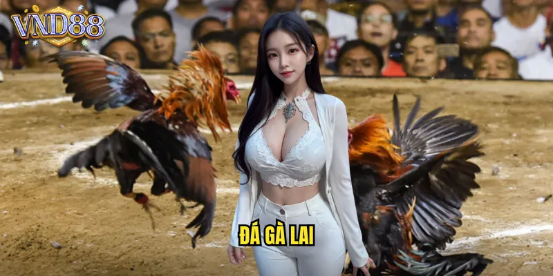 Đá Gà Lai VND88 Giống Gà lai Ưu Việt Trận Đấu Đỉnh Cao 10 đá gà lai