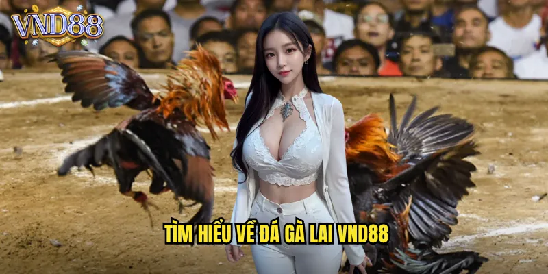 Tìm Hiểu Về Đá Gà Lai VND88