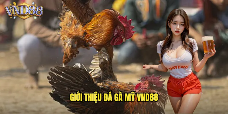 Giới Thiệu Đá Gà Mỹ VND88