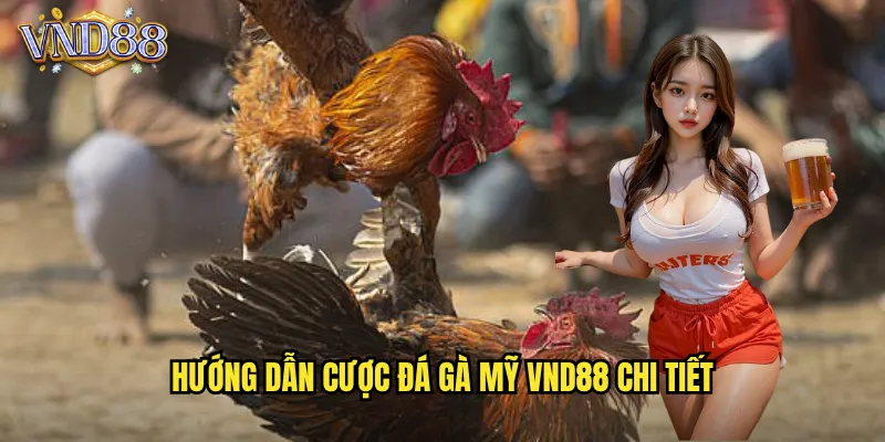 Hướng Dẫn Cược Đá Gà Mỹ VND88 Chi Tiết