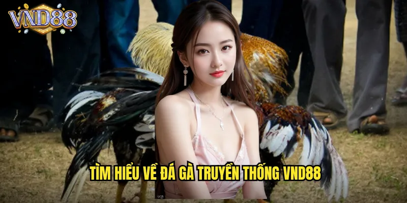 Đá Gà Truyền Thống VND88 Bảo Tồn Văn Hóa Việt Nam Qua Từng Trận Đấu 2 Tìm Hiểu Về Đá Gà Truyền Thống VND88