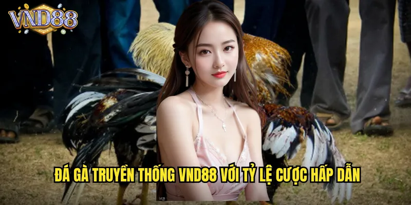 Đá Gà Truyền Thống VND88 Bảo Tồn Văn Hóa Việt Nam Qua Từng Trận Đấu 3 Đá Gà Truyền Thống VND88 Với Tỷ Lệ Cược Hấp Dẫn