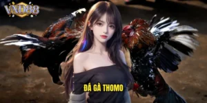 Đá gà Thomo