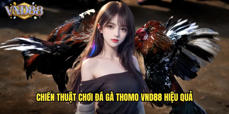 Đá Gà Thomo Trải Nghiệm Trận Đấu Kịch Tính Tại vnd88 3 Chiến thuật chơi Đá gà Thomo vnd88 hiệu quả