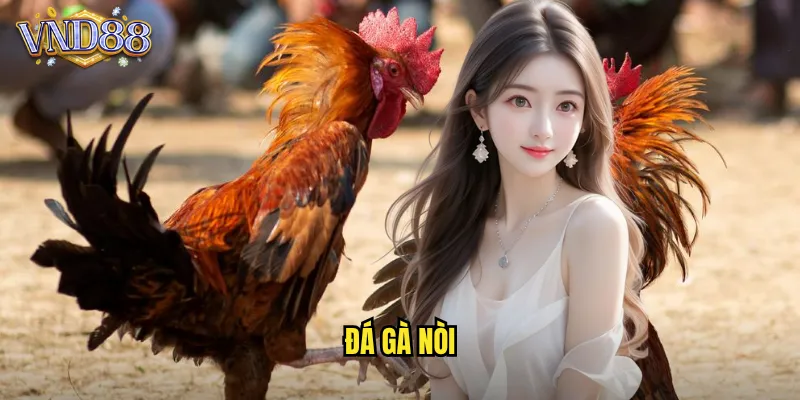 Đá Gà Nòi VND88 Giống Gà Thuần Chủng Đẳng Cấp Thượng Hạng 10 Đá Gà Nòi