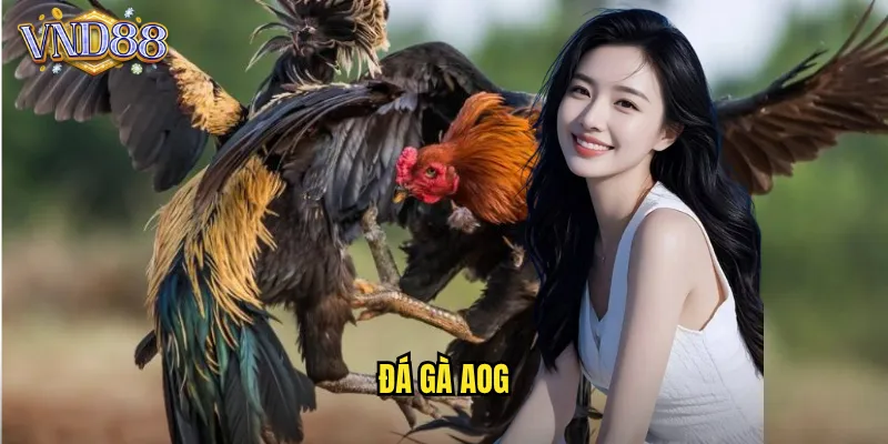 Đá Gà AOG VND88 Đấu Trường Gà Quốc Tế Chất Lượng Cao 6 đá gà AOG