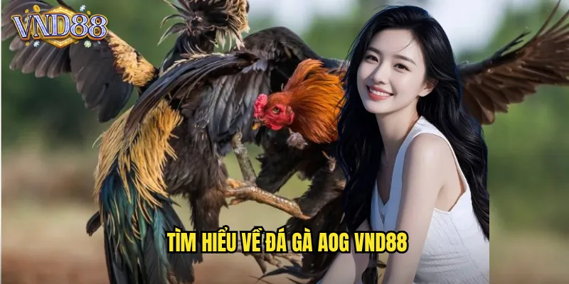 Tìm Hiểu Về Đá Gà AOG VND88