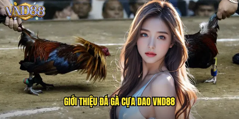 Đá Gà Cựa Dao VND88 Trận Đấu Nhanh Gọn Kết Quả Tức Thì 2 Giới Thiệu Đá Gà Cựa Dao VND88