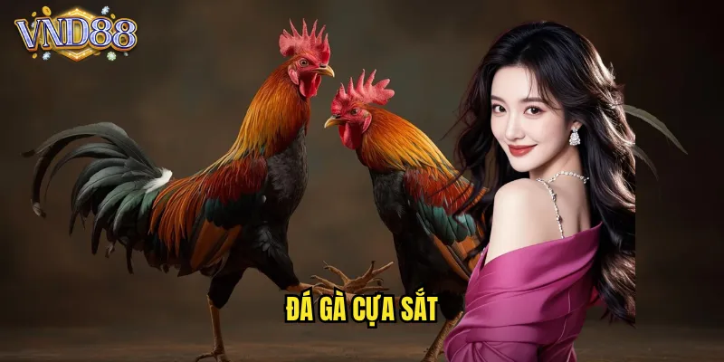 Đá Gà Cựa Sắt VND88 Trận Đấu Gay Cấn Với Cựa Sắt Sắc Bén 5 đá gà cựa sắt