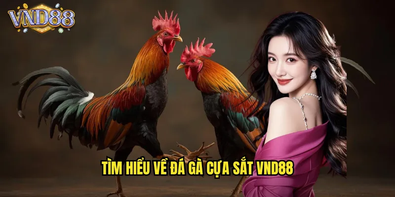 Tìm Hiểu Về Đá Gà Cựa Sắt VND88