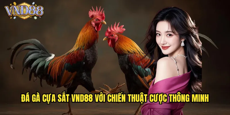 Đá Gà Cựa Sắt VND88 Với Chiến Thuật Cược Thông Minh