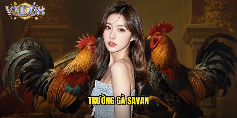 Trường Gà Savan VND88 Đấu Trường Gà Lào Nổi Tiếng Châu Á 8 trường gà Savan