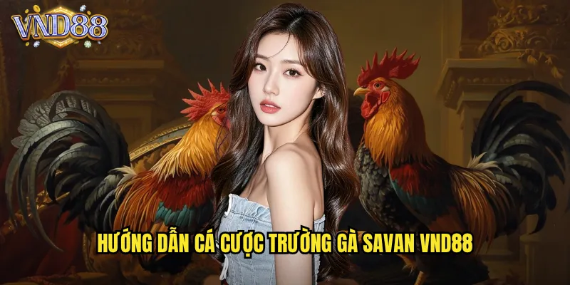 Hướng Dẫn Cá Cược Trường Gà Savan VND88