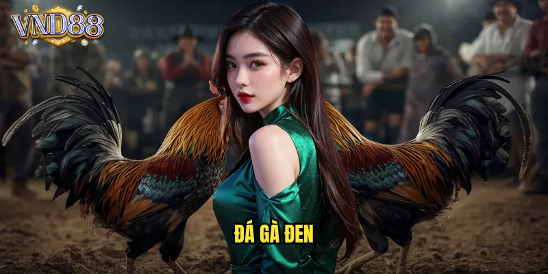 Đá Gà Đen VND88 Giống Gà Quý Hiếm Sức Mạnh Phi Thường 1 đá gà đen