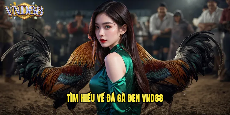 Đá Gà Đen VND88 Giống Gà Quý Hiếm Sức Mạnh Phi Thường 2 Tìm Hiểu Về Đá Gà Đen VND88