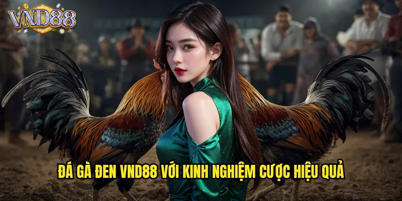 Đá Gà Đen VND88 Giống Gà Quý Hiếm Sức Mạnh Phi Thường 3 Đá Gà Đen VND88 Với Kinh Nghiệm Cược Hiệu Quả