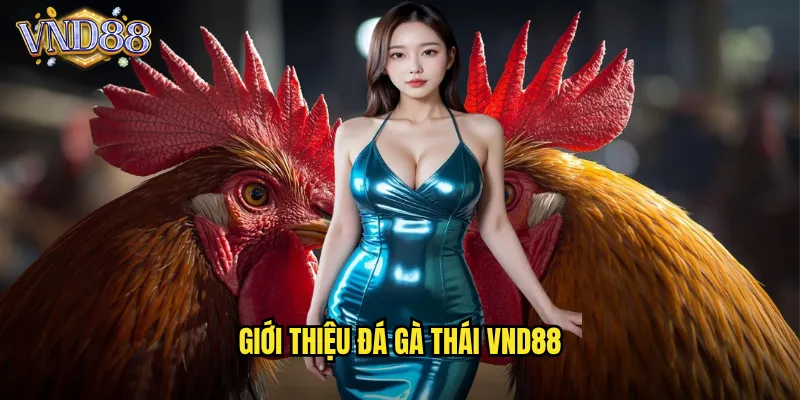 Đá Gà Thái VND88 Giống Gà Thái Lan Chiến Binh Bất Bại 2 Giới Thiệu Đá Gà Thái VND88