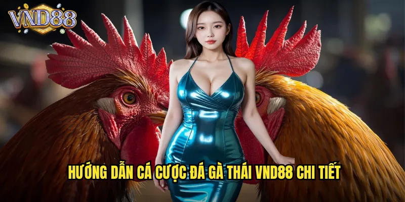 Đá Gà Thái VND88 Giống Gà Thái Lan Chiến Binh Bất Bại 3 Hướng Dẫn Cá Cược Đá Gà Thái VND88 Chi Tiết