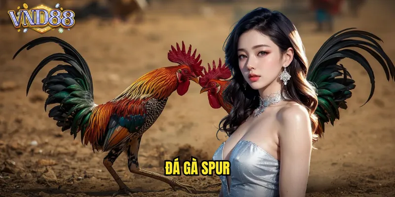 Đá Gà Spur VND88 Phong Cách Đá Gà Hiện Đại Kịch Tính 9 đá gà spur